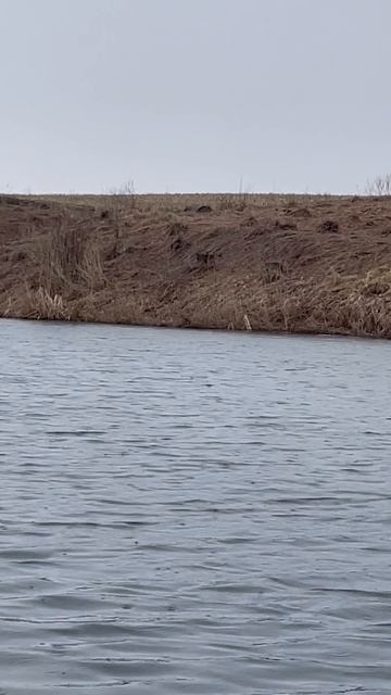 Поиск добычи.