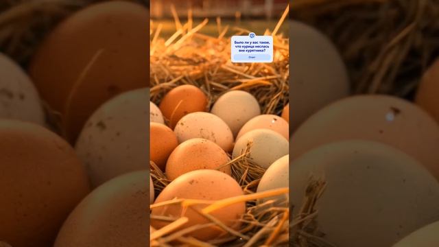 Как приучить курицу нестись в курятнике? #фермерство #куры #куры #яйца #птицеводство #курятник