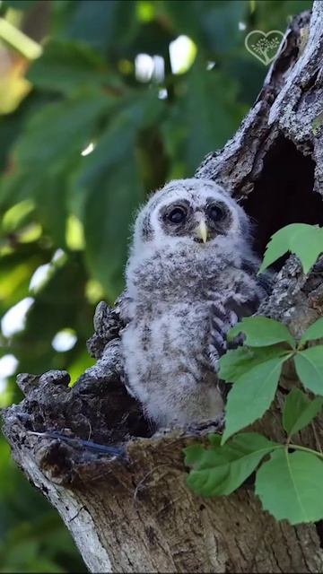 Любопытный птенец полосатой совы осматривает окрестности своего жилища.