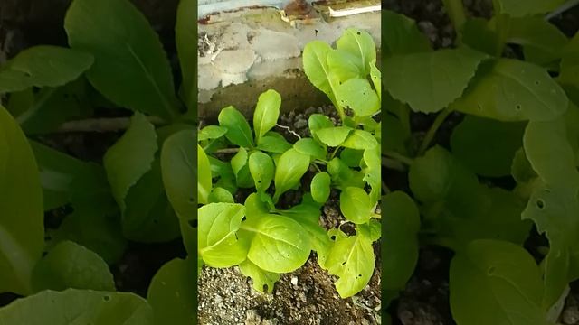 Листовая зелень.1 часть