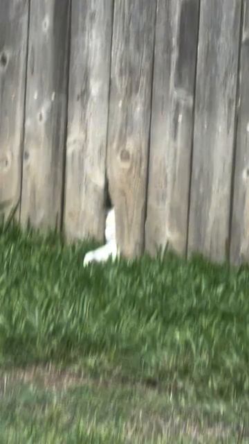 Что-то волшебное скрыто за этим забором. ))