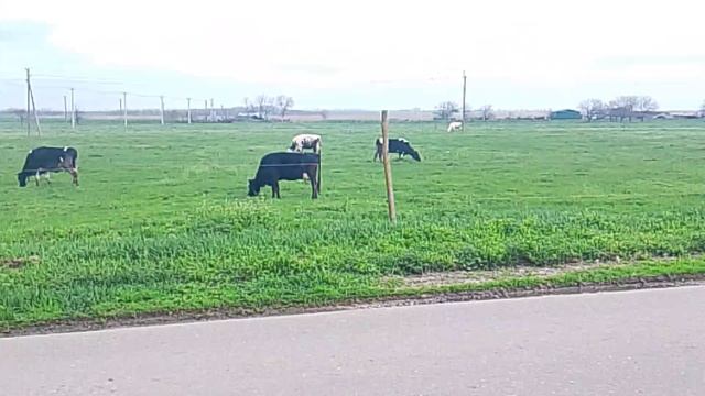 На зелёном лугу пасутся несколько коров 2026.04.05