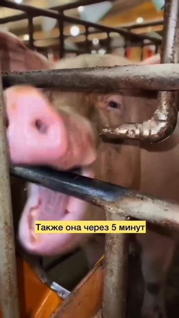 Когда она нетакуся #realyvitaly