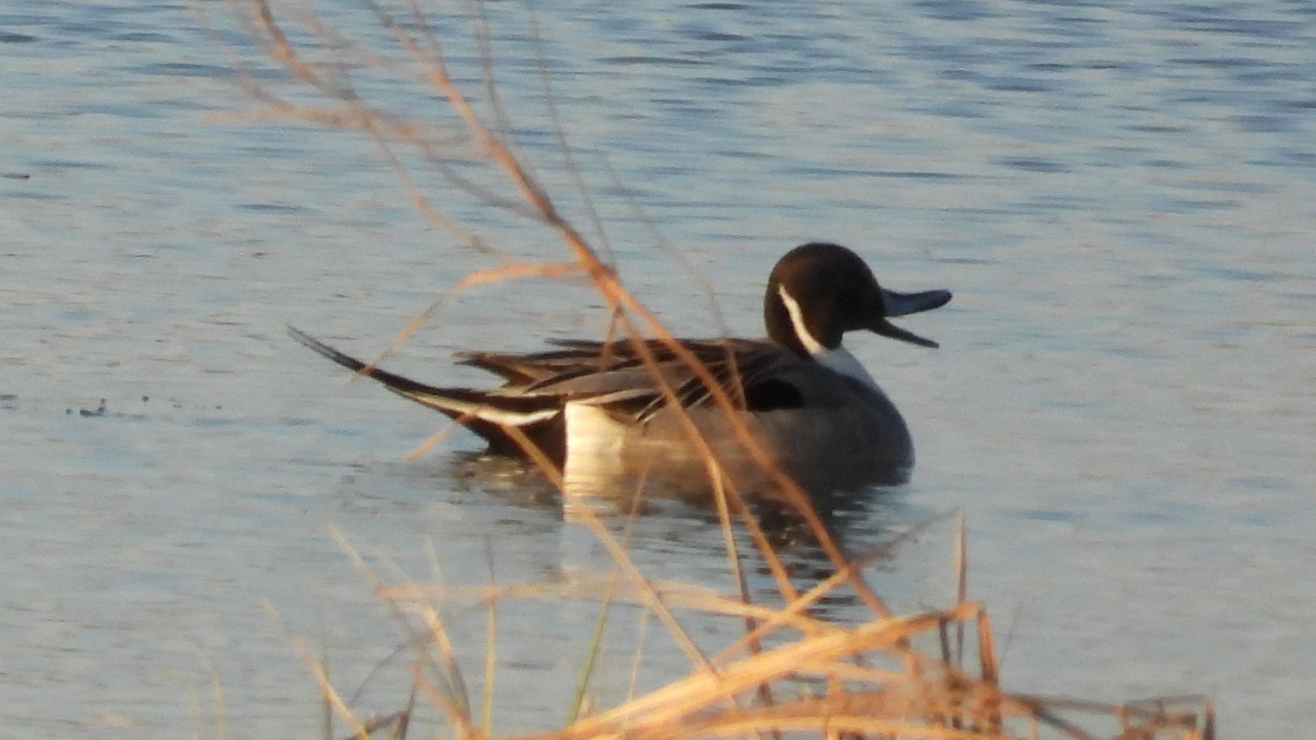 Прилёт птиц весной в Новгородской области, Шилохвость в Ушерско, 11 апреля 2026