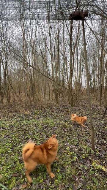 КУНИЦА Vs УРС&ФОКСИ MARTEN Vs URS&FOXY