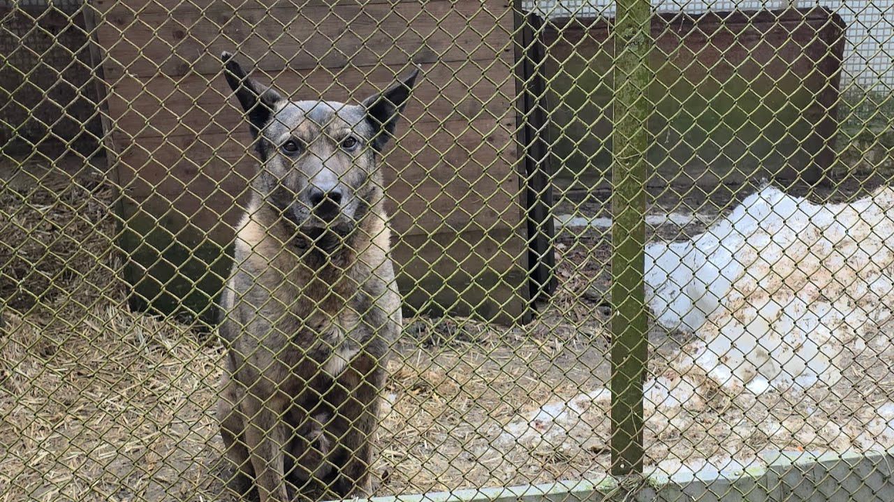 ДЭКА В ДОБРЫЕ РУКИ..эфир от 11 апреля 2026 года...