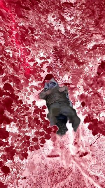 Легкое Молоко