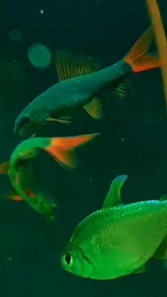 Стычка между двумя Лабео ГЛО