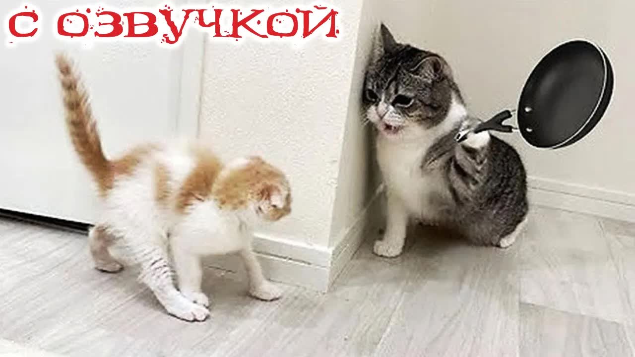 Приколы с котами! С ОЗВУЧКОЙ! Самые Смешные Животные! Смешные коты и Собаки
