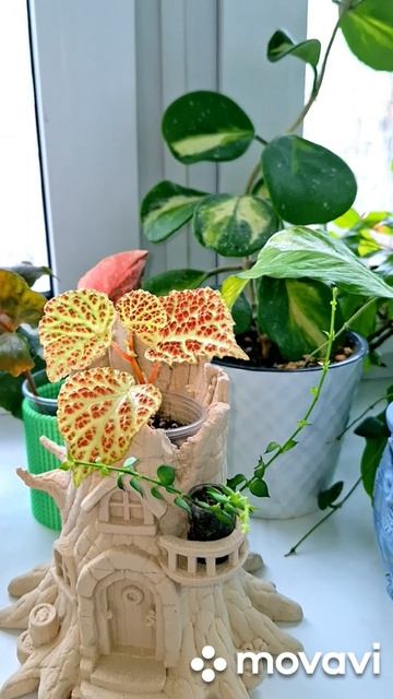 ДОМ НА ДЕРЕВЕ,ЗАСЕЛЁН.КОМНАТНЫЕ РАСТЕНИЯ(ЦВЕТЫ).