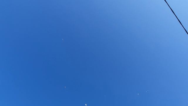 11.04.26 г. Андижанская порода голубей (2)