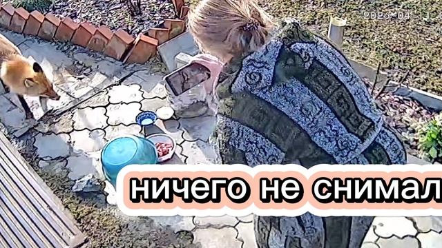 ждали лисичку с 4 утра, а заснять не смогли.