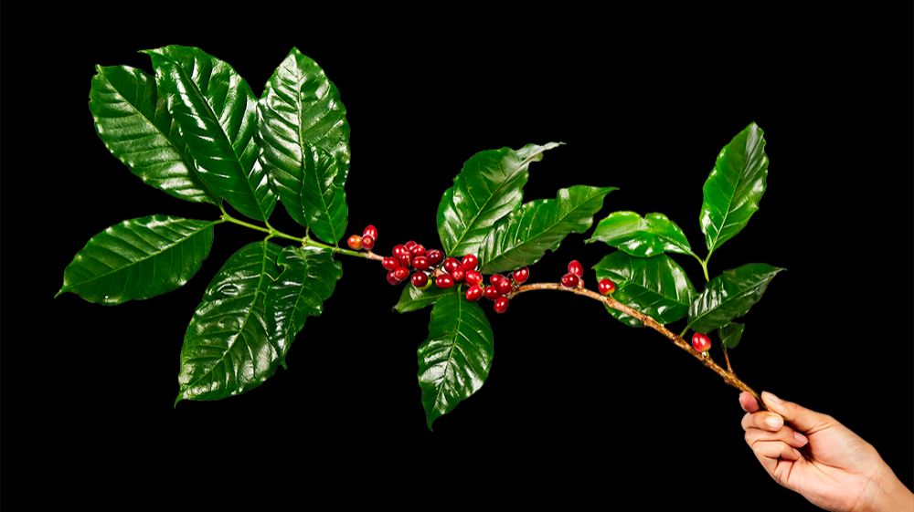 Кофе Шотландский