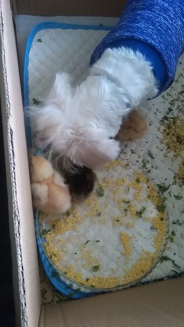 уже начала есть птичью еду