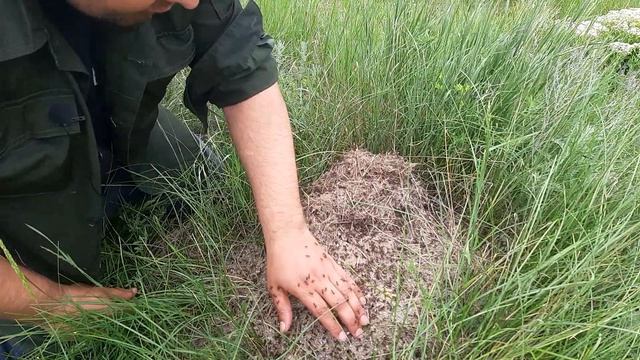 Ем муравьев и муравьиные яйца