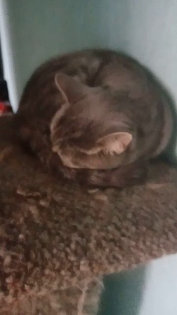 моя кошка картошка спит