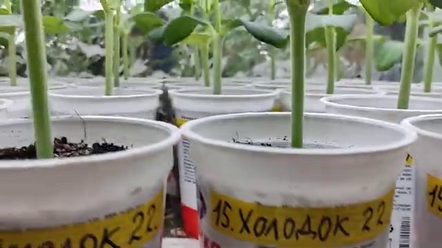 Дача 6 соток. Арбузы и огурцы привитые на лагенарию.