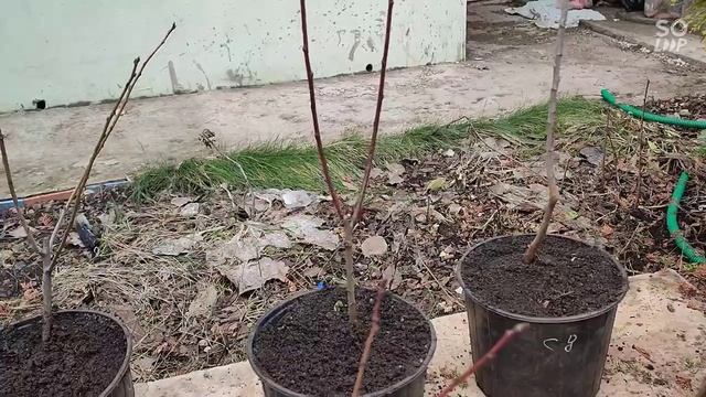 апрель месяц , время делать прививки плодовых деревьев