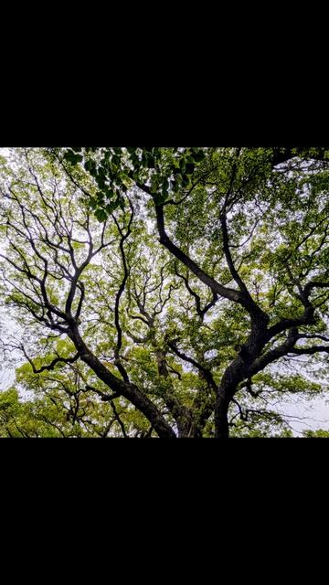 53.Восточные сады императорского дворца.