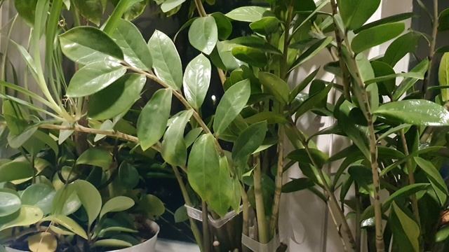 Пасха Господняя