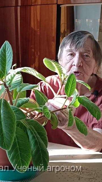 Цветок, которому более 40 лет