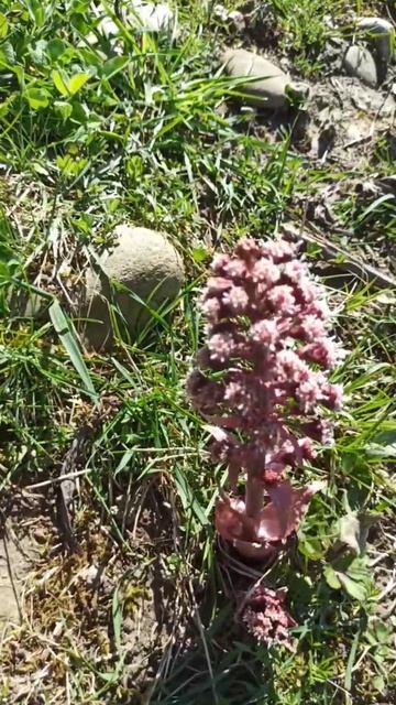 Апрельский первый цветок весны в Дагестане, лесной цветок