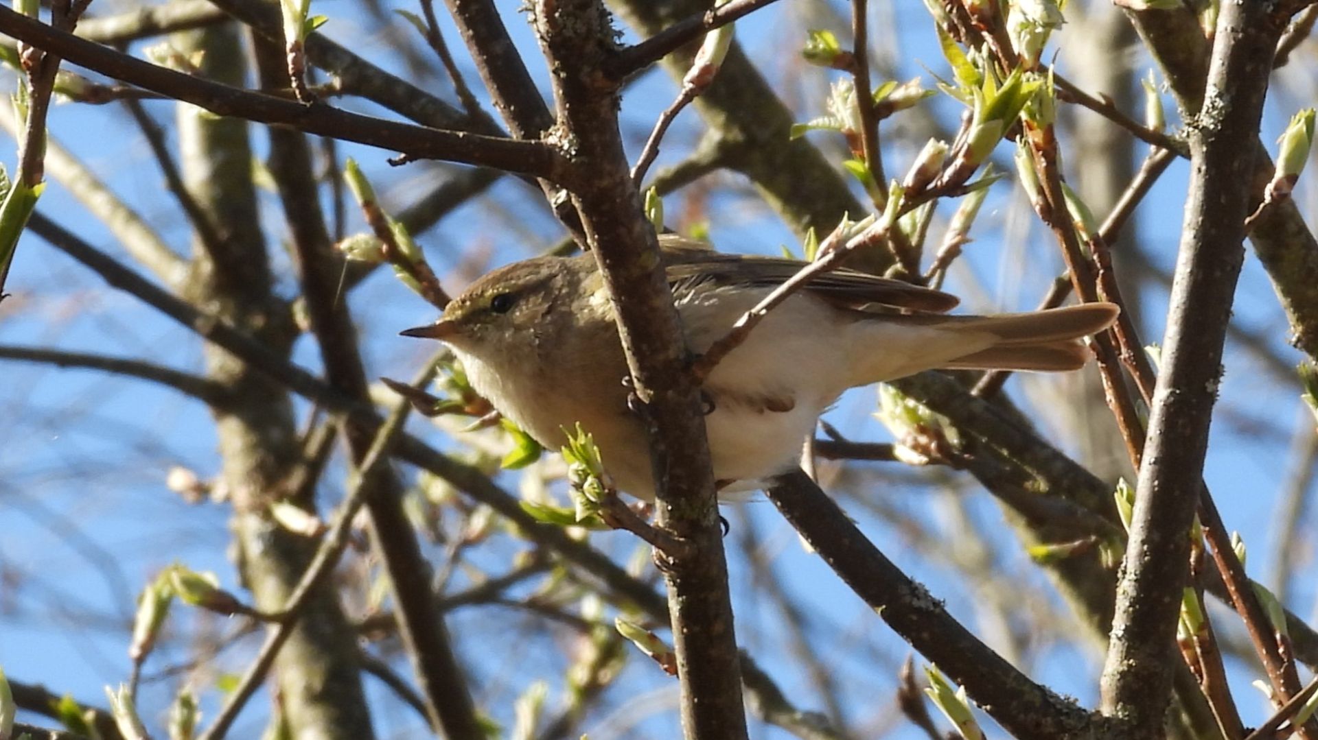Прилёт птиц весной в Новгородской области, Пеночка Теньковка в Ушерско, 11 апреля 2026