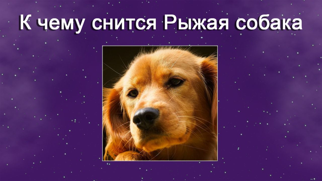 К чему снится Рыжая собака - толкование сна