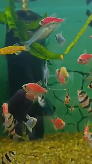 Есть любители ГЛО рыбок?