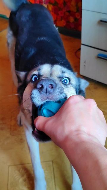 Голубоглазый граф