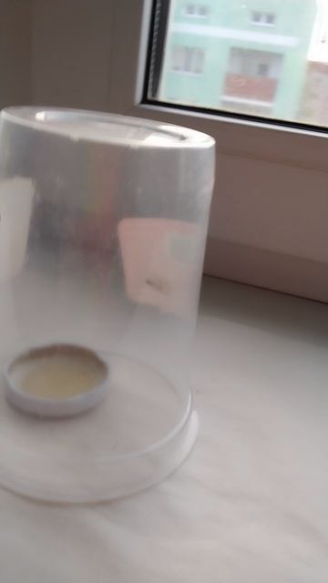 муравьиный лев.mp4