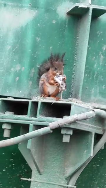 Белочка (идущая к реке)