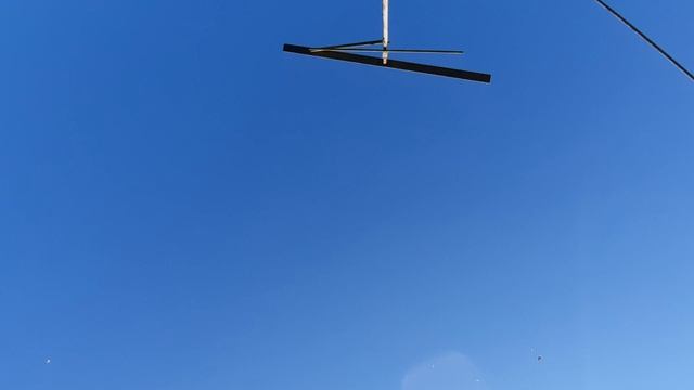 11.04.26 г. Андижанская порода голубей (1)