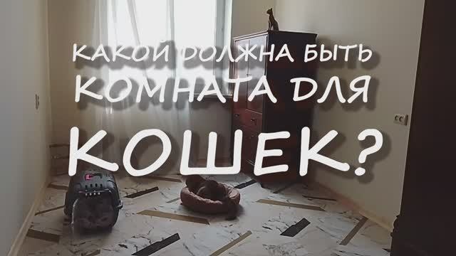 Какой должна быть комната для кошек?