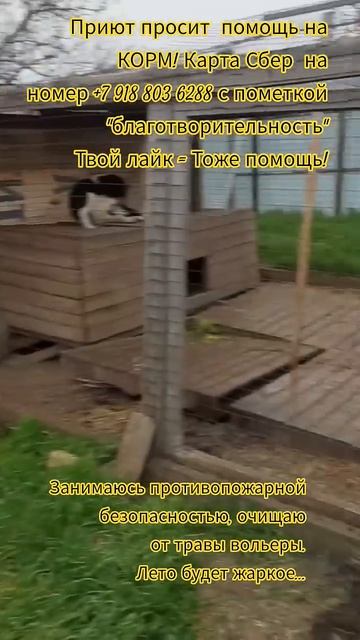 НАС107=106хвостиков  +1человек!