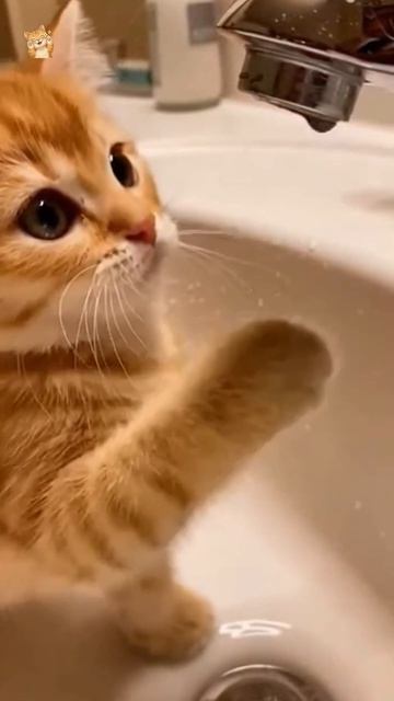 Приключения рыжего котенка.😻Веселые котики. Коты хулиганы! Невероятные трюки! #кот #хулиган #short