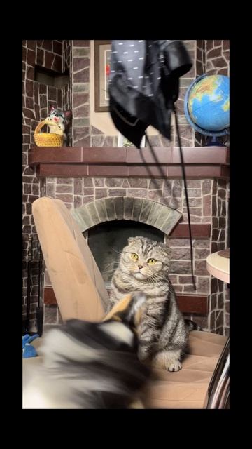 Наша милая кошечка, особенно на последних кадрах😂, желает Всем доброго субботнего утра!😻