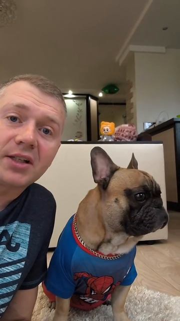 Купите бульдога #французскийбульдог #собакиприколы #бульдоги #собакиюмор