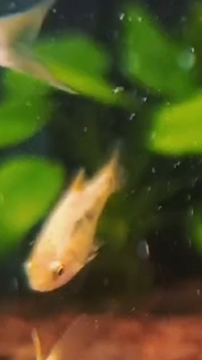 Есть любители барбусов? В нашей студии аквариумистики по адресу город Курск проспект победы д10