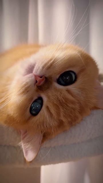 Автор видео: Bongbong