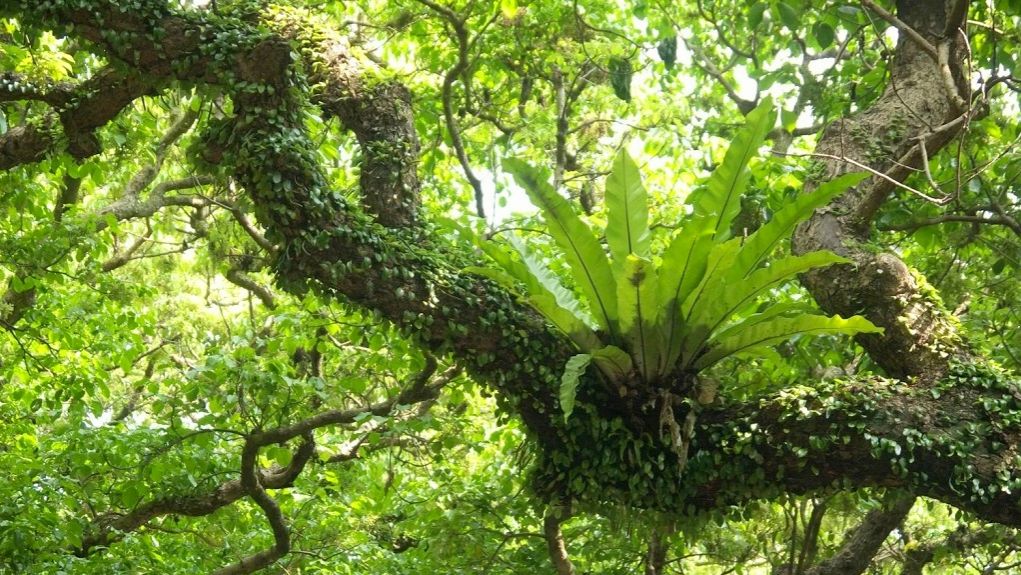 РАСТЕНИЯ-ХИЩНИКИ. Как вам к ним относиться и что с ними делать?