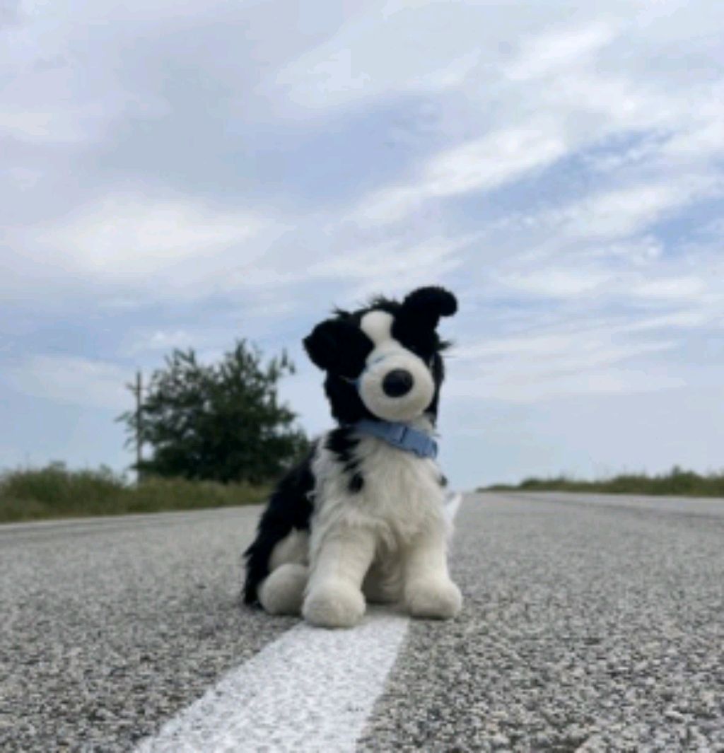 тутор ( трансляция)