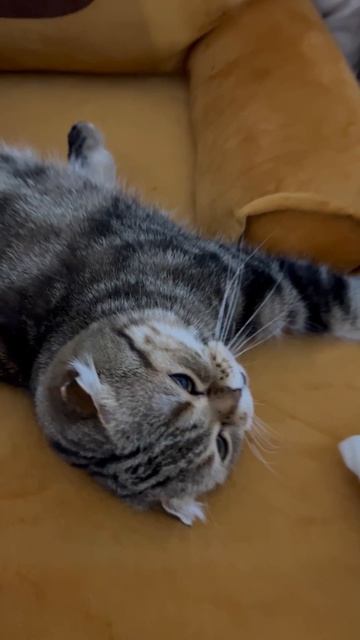 Мило спящая шотландская вислоухая кошечка 😺🐱