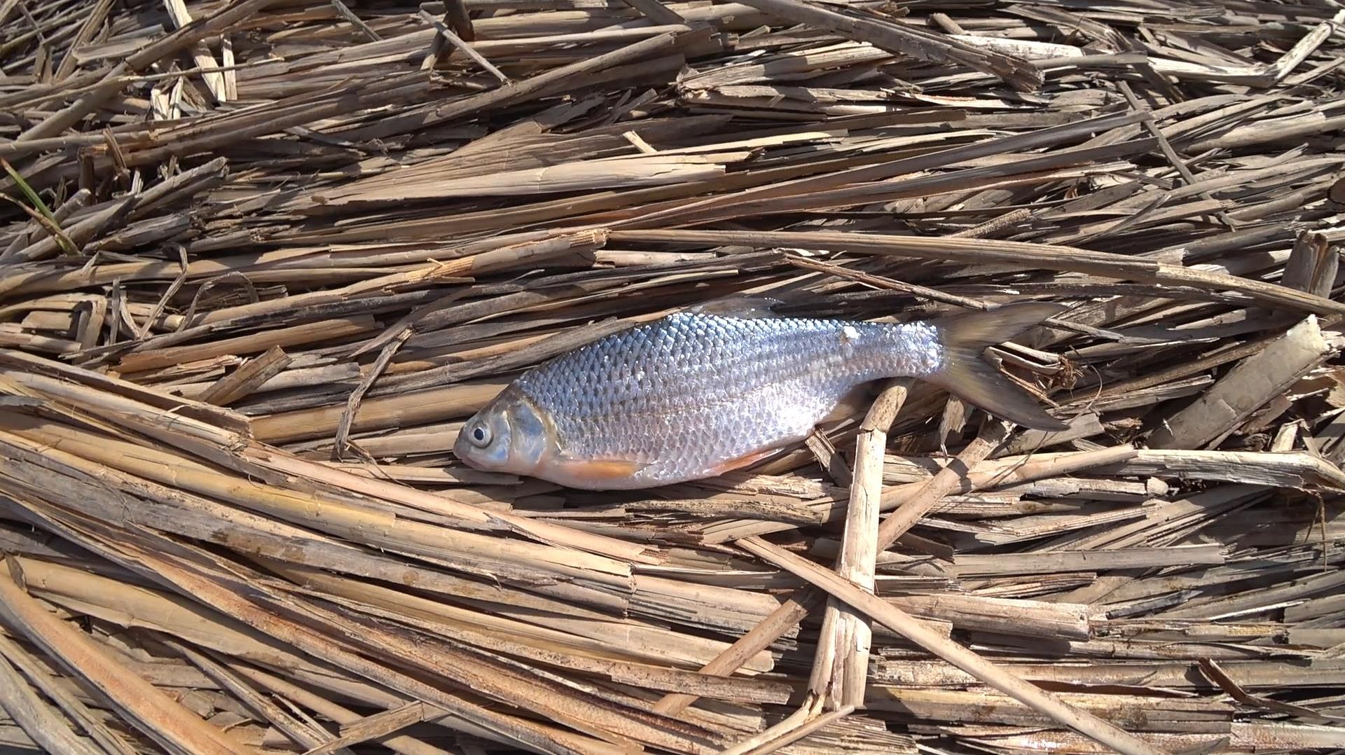 Ход ВОБЛЫ! Астраханская ВОБЛА! Вобла на САЛО! Бешеный клев в метре от берега!