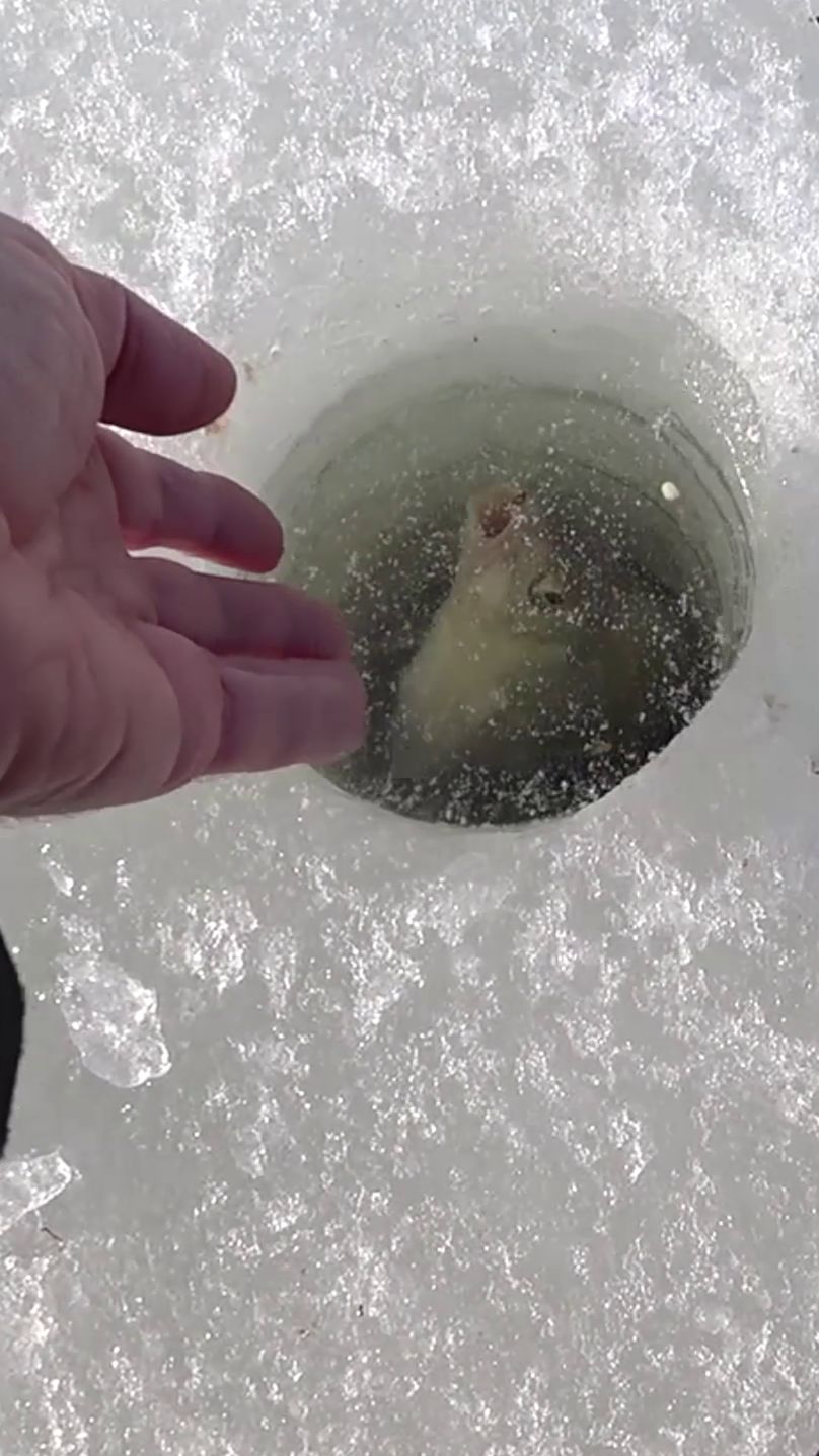 ЭТО НЕ ПОХОЖЕ НА ПЛОТВУ.