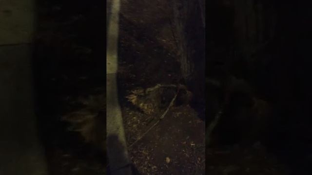 Мы идём гулять с собакой! | 11-апр-2026