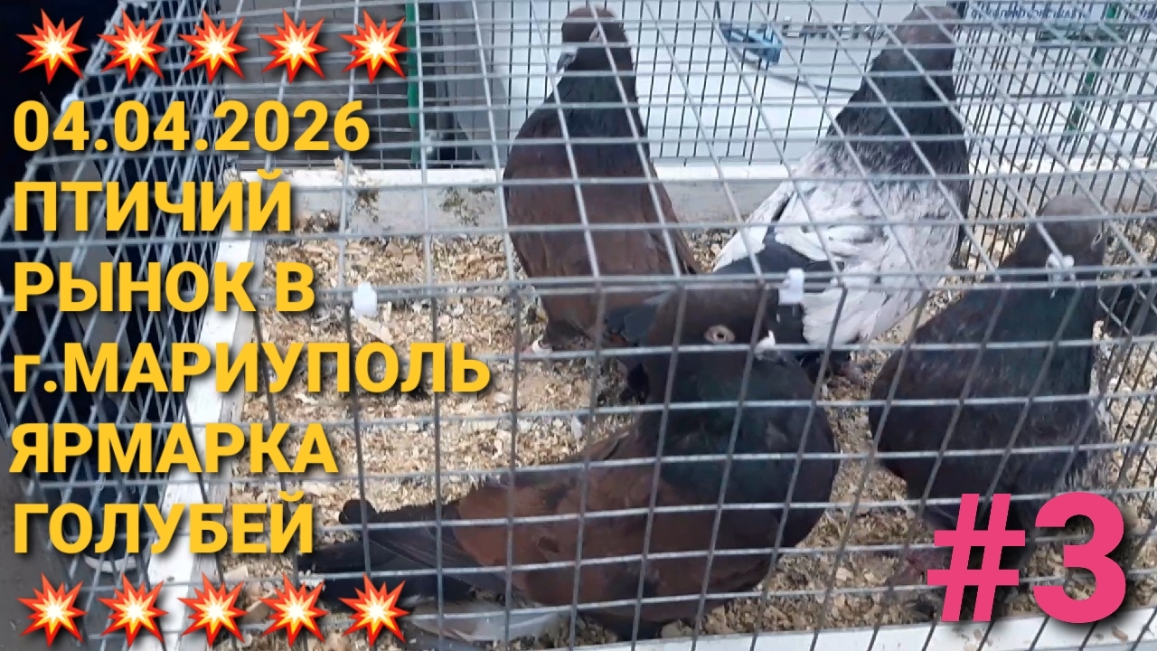 💥💥💥 Большое разнообразие пород голубей на ярмарке в г.Мариуполь. Птичий  рынок. Часть 3.
