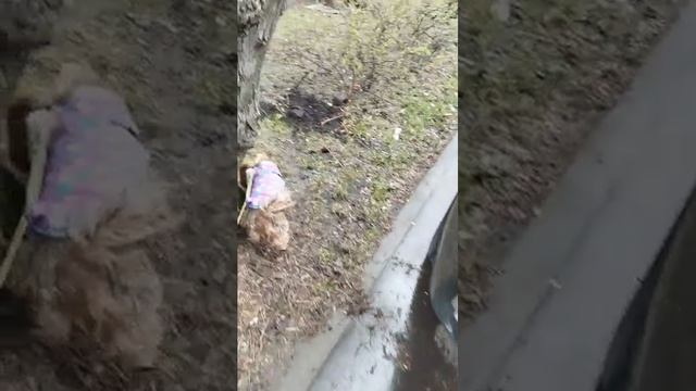 Мы идём гулять с собакой! | 11-апр-2026 2