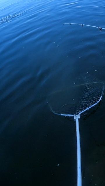 Поймал щуку на жмых