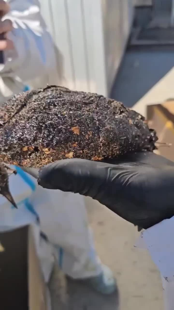 Больше 200 мёртвых птиц нашли на побережье Анапы за два дня.